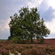 Der Naturpark Lüneburger Heide